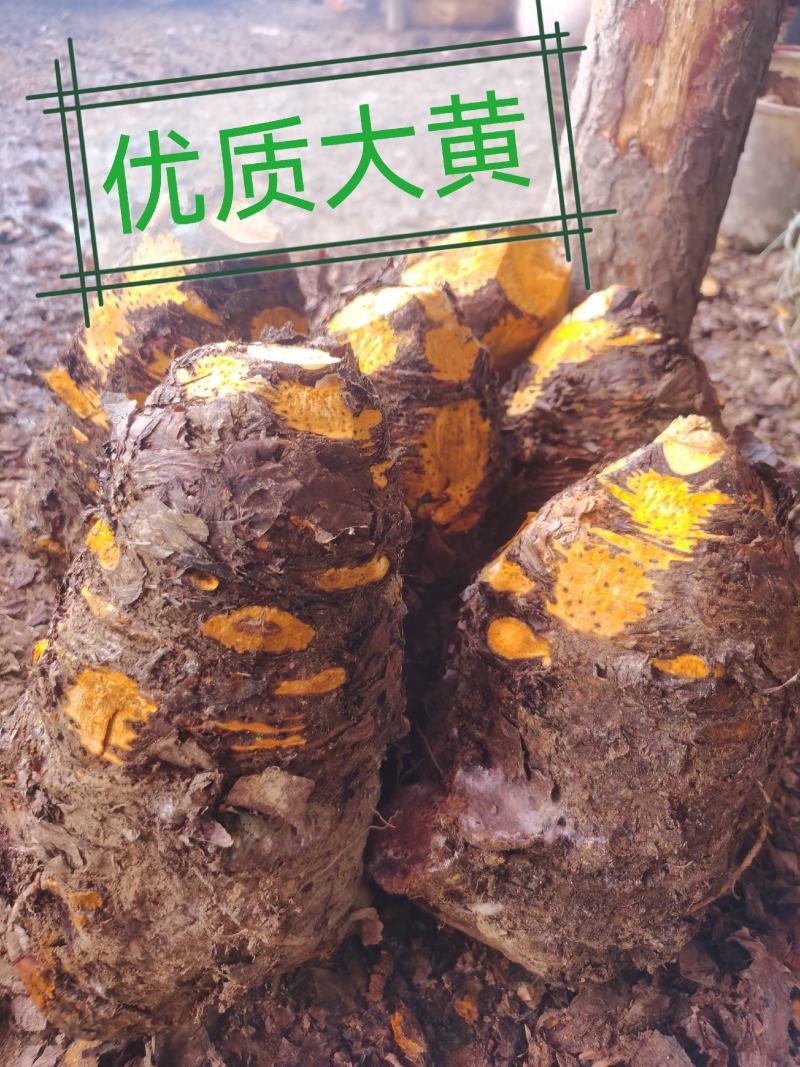 利川基地种植药用大黄自己种植自己烘烤
