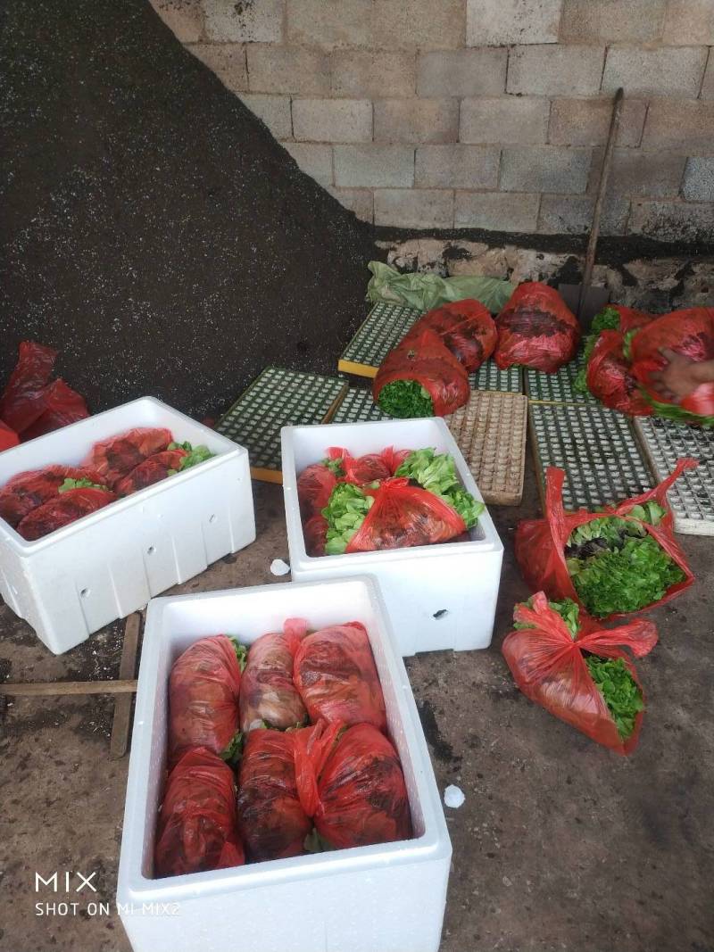 意大利生菜苗，基地现挖，苗好无病，成活率高，品质保证