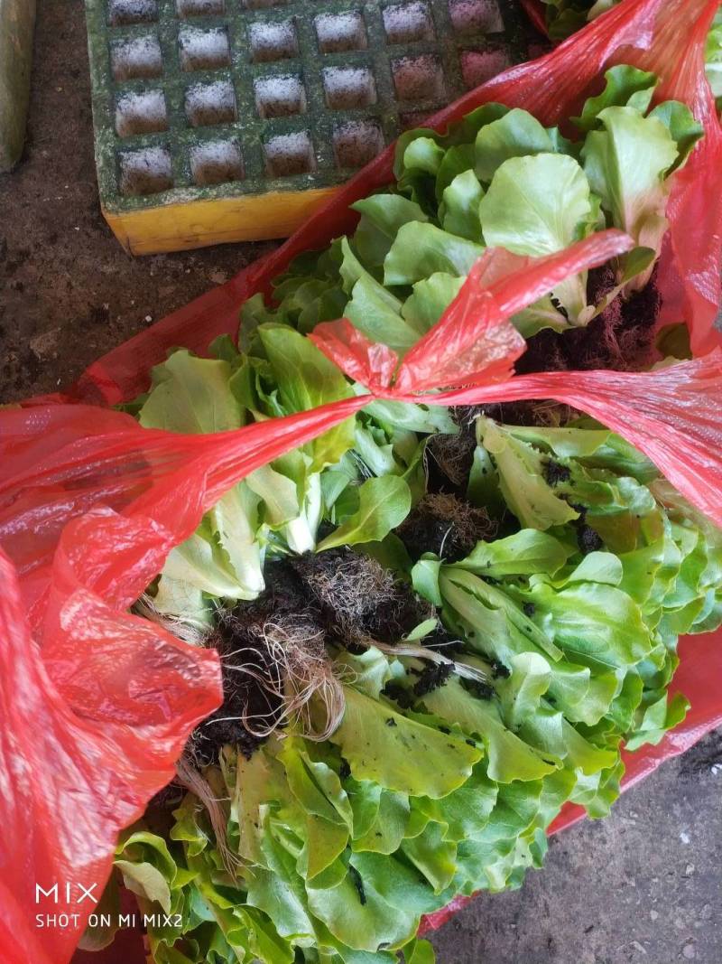 意大利生菜苗，基地现挖，苗好无病，成活率高，品质保证