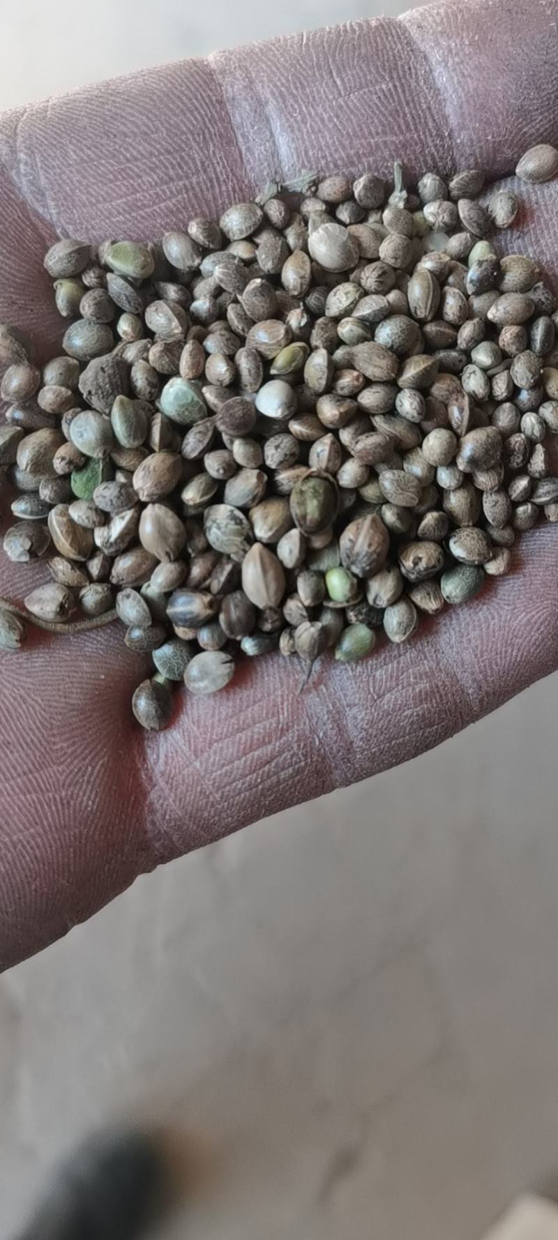过风过筛精选谷子，标包袋装质量保证