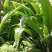 仙茅，大叶仙茅