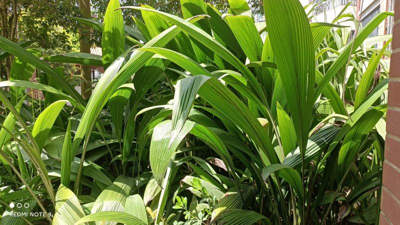 仙茅，大叶仙茅