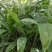 仙茅，大叶仙茅