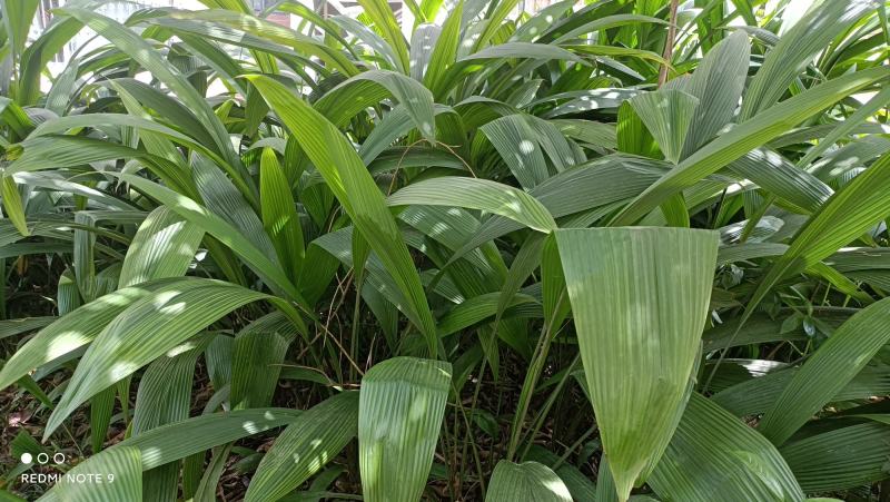 仙茅，大叶仙茅