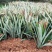 菠萝凤梨苗台湾金钻四季种植盆栽庭院阳台带土发货室内外好养