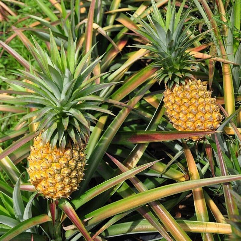 菠萝凤梨苗台湾金钻四季种植盆栽庭院阳台带土发货室内外好养