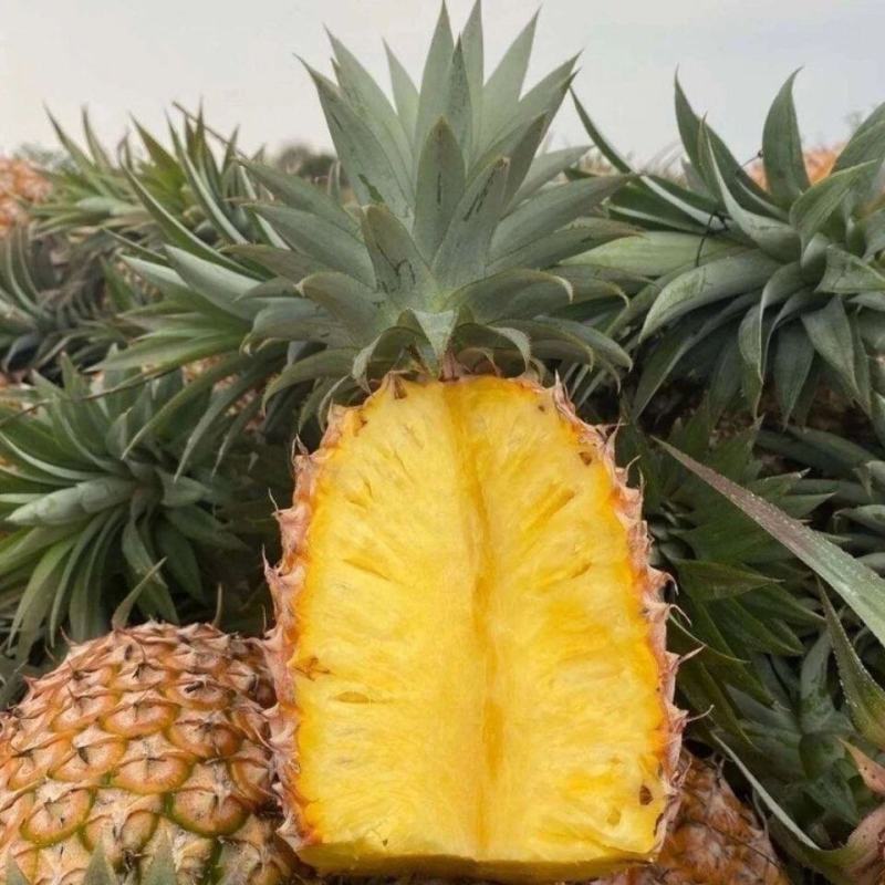 菠萝凤梨苗台湾金钻四季种植盆栽庭院阳台带土发货室内外好养