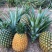 菠萝凤梨苗台湾金钻四季种植盆栽庭院阳台带土发货室内外好养