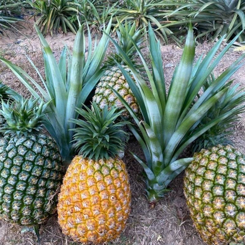 菠萝凤梨苗台湾金钻四季种植盆栽庭院阳台带土发货室内外好养