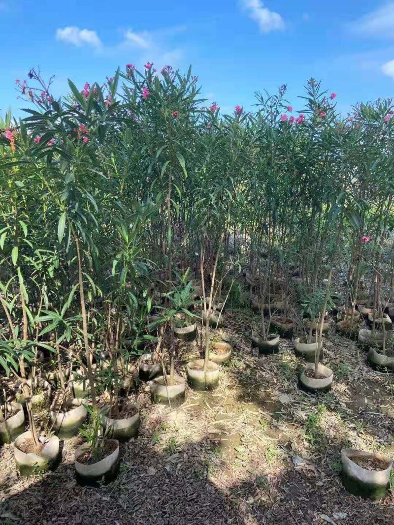 福建省漳州市供应绿庭院设计，夹竹桃大小规格袋苗