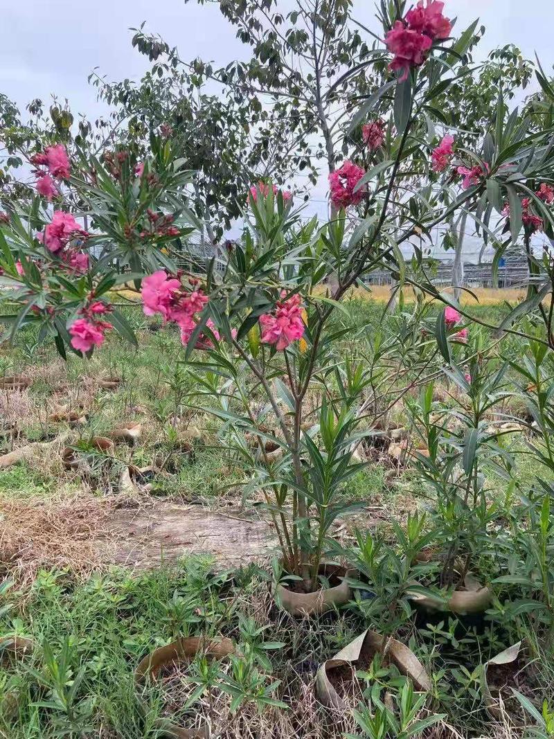福建省漳州市供应绿庭院设计，夹竹桃大小规格袋苗