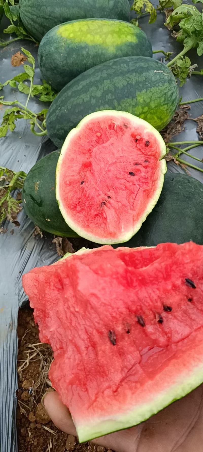 精品小黑美人电商货:每天出货量十万斤左右:手里货源充足