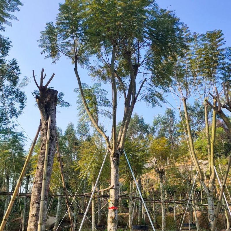 蓝花楹福建省漳州市供应绿庭院设计，蓝花楹大小规格袋苗