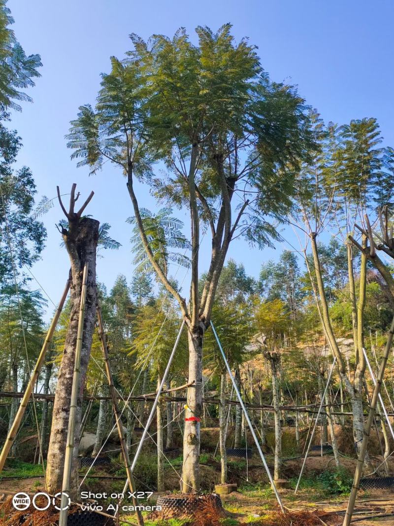 蓝花楹福建省漳州市供应绿庭院设计，蓝花楹大小规格袋苗