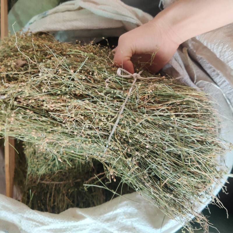 新货四合莲干货四叶莲四合梅天良草新晒优质