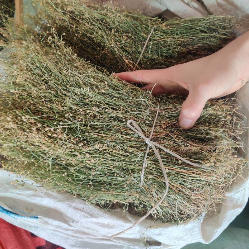 新货四合莲干货四叶莲四合梅天良草新晒优质
