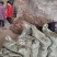 泡桐根