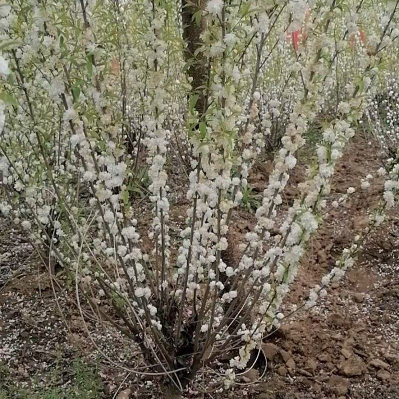 珍株梅
