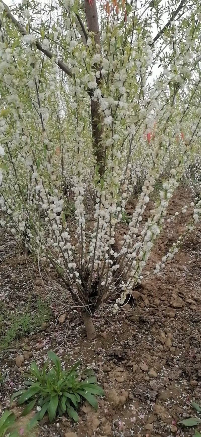 珍株梅