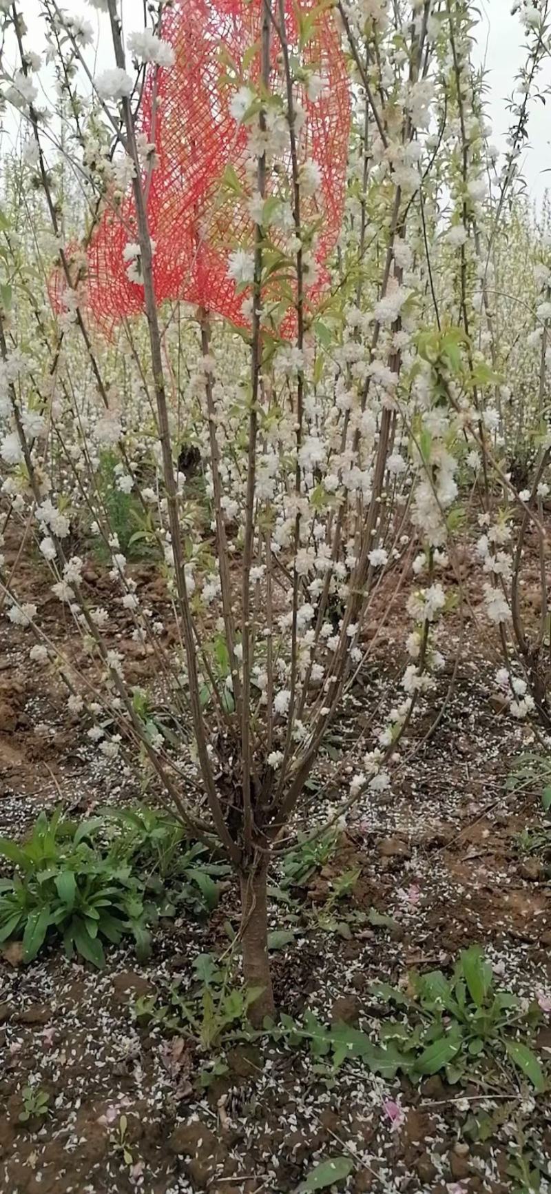 珍株梅