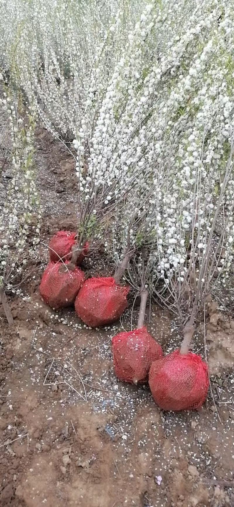 珍株梅