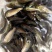 鲫鱼苗，寸片，水花及其他规格量大从优，包送，成活率高