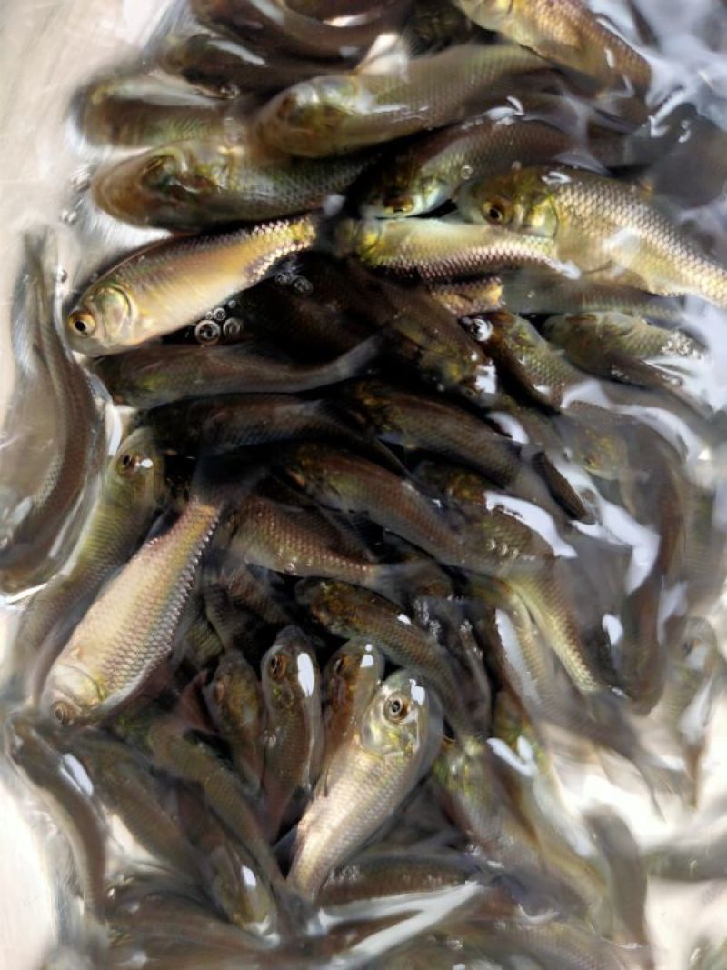 鲫鱼苗，寸片，水花及其他规格量大从优，包送，成活率高