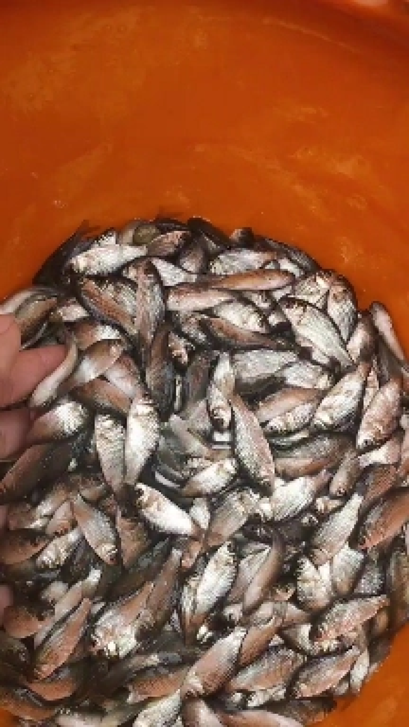 鲫鱼苗，寸片，水花及其他规格量大从优，包送，成活率高