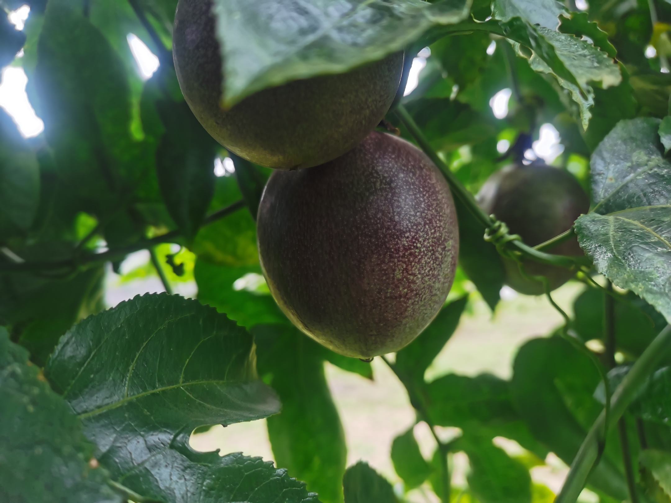 百香果果实特写