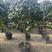 茶花福建漳州茶花苗绿化庭院设计基地直供大小规格袋苗