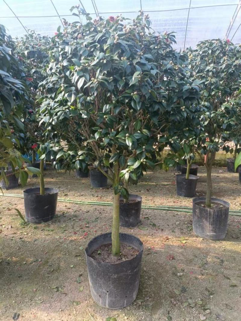 茶花福建漳州茶花苗绿化庭院设计基地直供大小规格袋苗