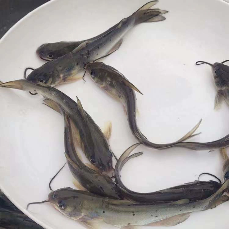 叉尾，各种规格都有，云贵川包送，价格优惠！