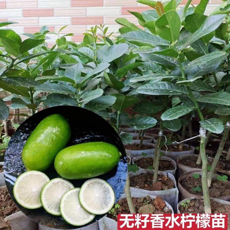 广东香水柠檬果树苗无核柠檬树苗盆地栽嫁接苗南北方当年结果