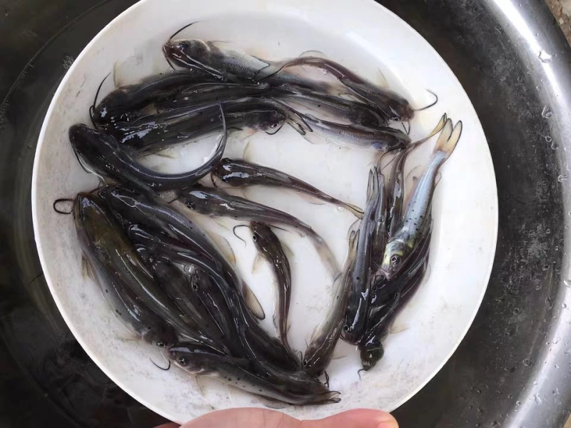 叉尾，各种规格都有，云贵川包送，价格优惠！