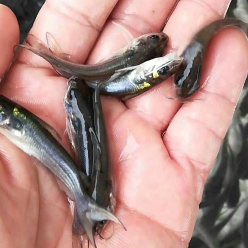 叉尾，各种规格都有，云贵川包送，价格优惠！