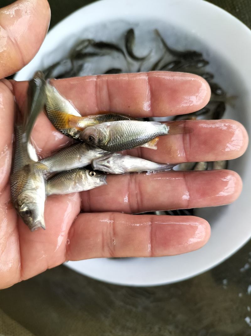 鲤鱼苗淡水鱼塘养殖特大稻花鱼稻田建鲤小鱼苗红尾鲤鱼鱼苗