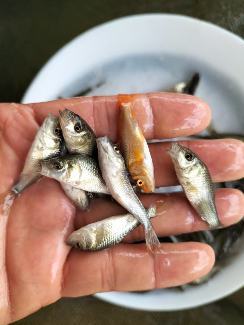 鲤鱼苗淡水鱼塘养殖特大稻花鱼稻田建鲤小鱼苗红尾鲤鱼鱼苗