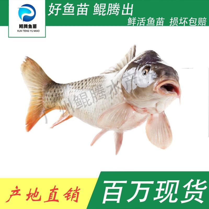鲤鱼苗鲲腾鱼苗好鱼苗鲲腾出产地直销百万现货