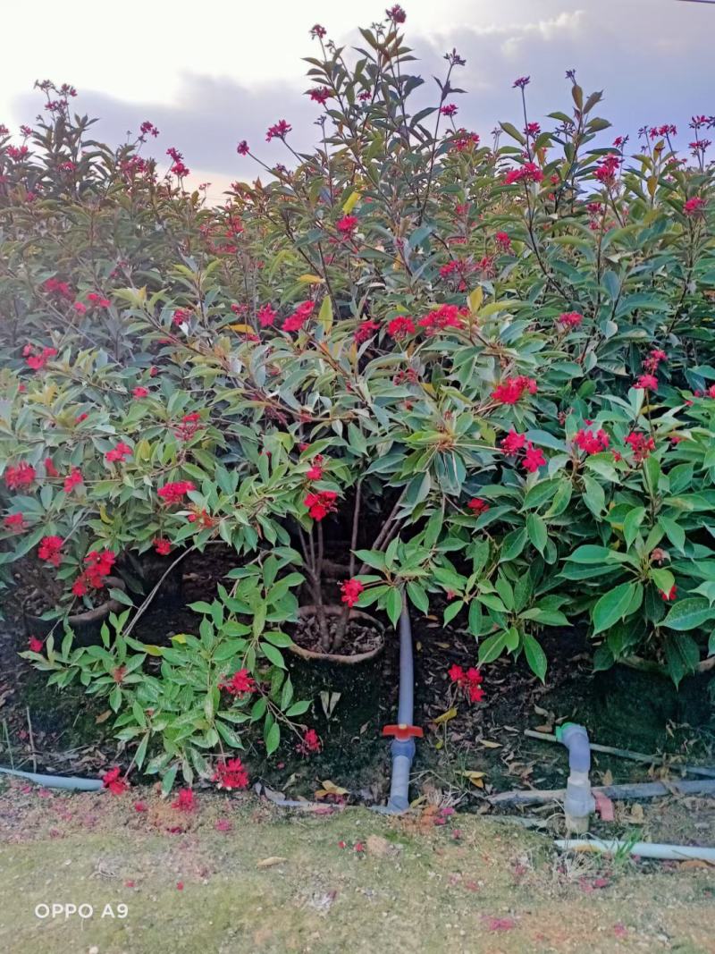琴叶珊瑚漳州市供应绿庭院设计，琴叶珊瑚，产地直销价大规格