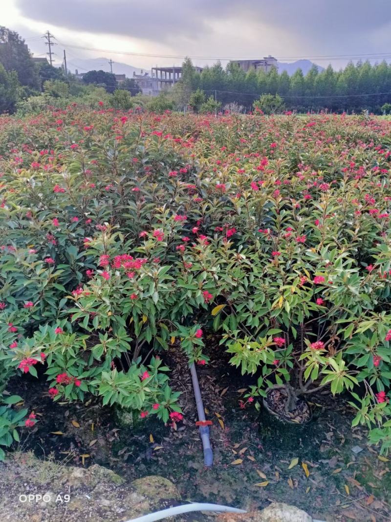琴叶珊瑚漳州市供应绿庭院设计，琴叶珊瑚，产地直销价大规格