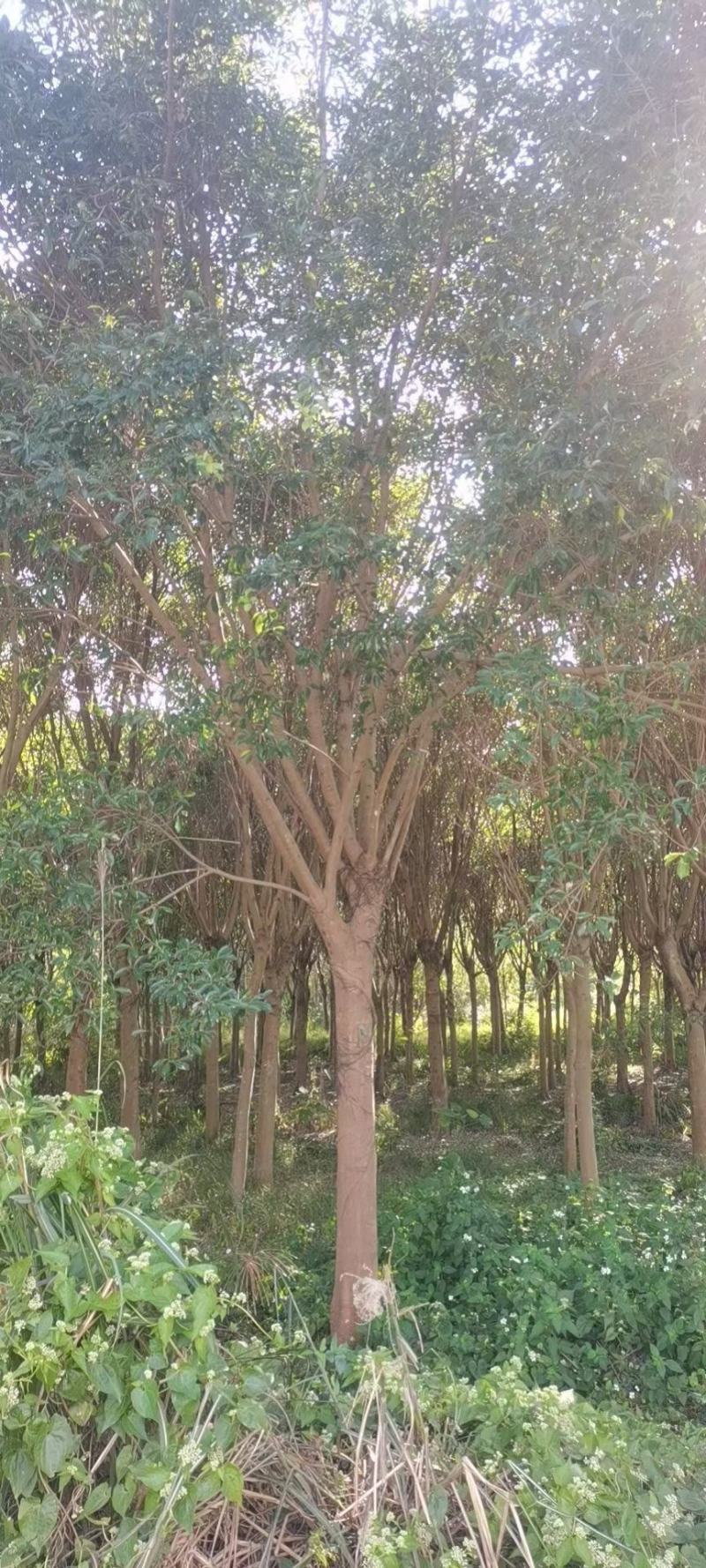 红皮榕福建漳州红皮榕绿化庭院设计基地直供大小规格袋苗