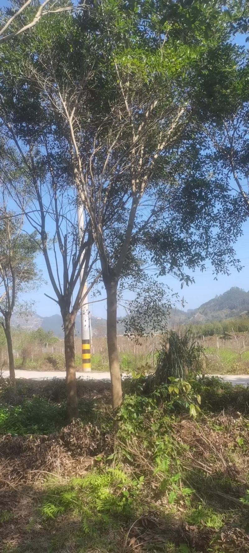 红皮榕福建漳州红皮榕绿化庭院设计基地直供大小规格袋苗