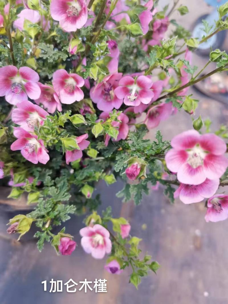 1加仑木槿花状态好开花漂亮花很密一盆15.5，实物实拍图