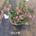 1加仑木槿花状态好开花漂亮花很密一盆15.5,实物实拍图