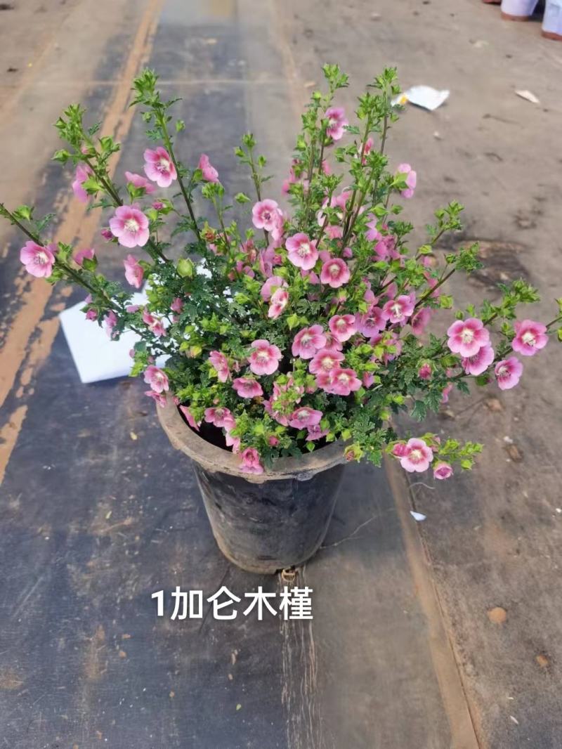 1加仑木槿花状态好开花漂亮花很密一盆15.5，实物实拍图