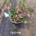 1加仑木槿花状态好开花漂亮花很密一盆15.5,实物实拍图