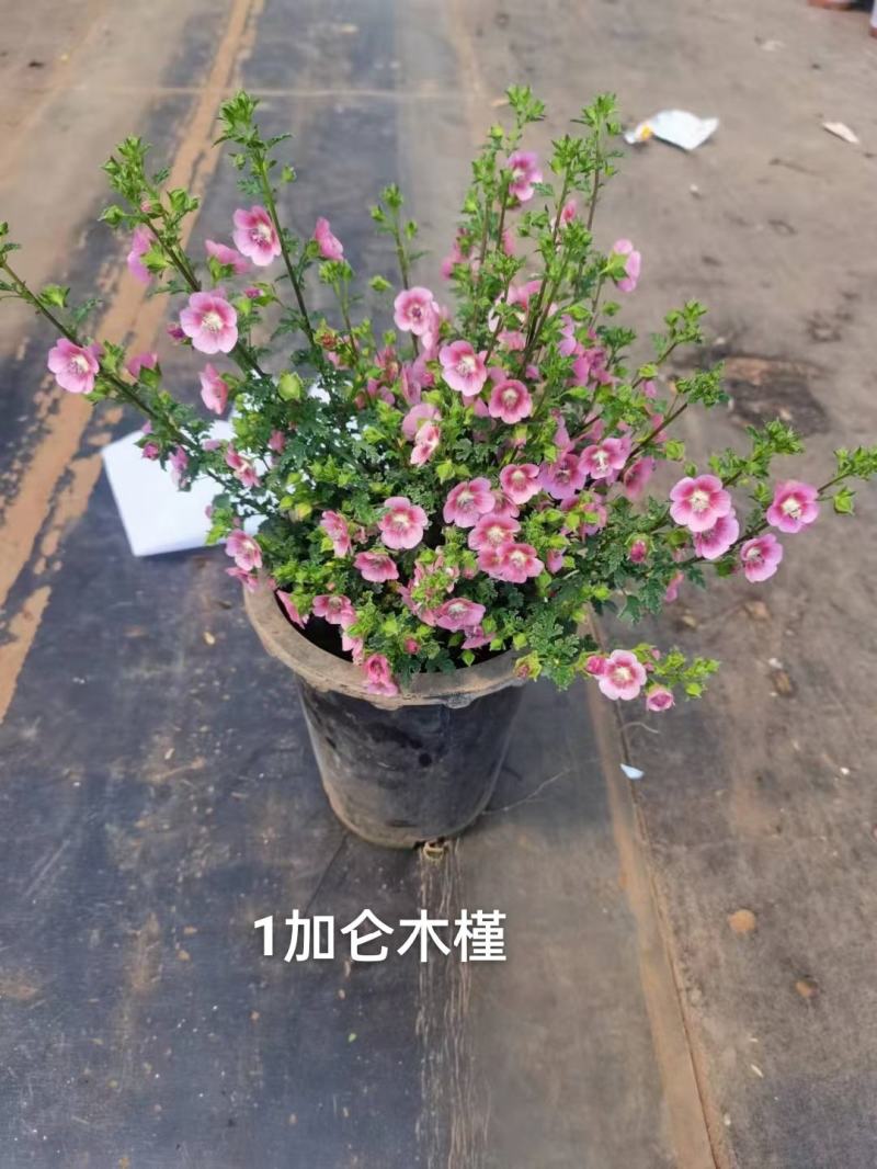 1加仑木槿花状态好开花漂亮花很密一盆15.5，实物实拍图
