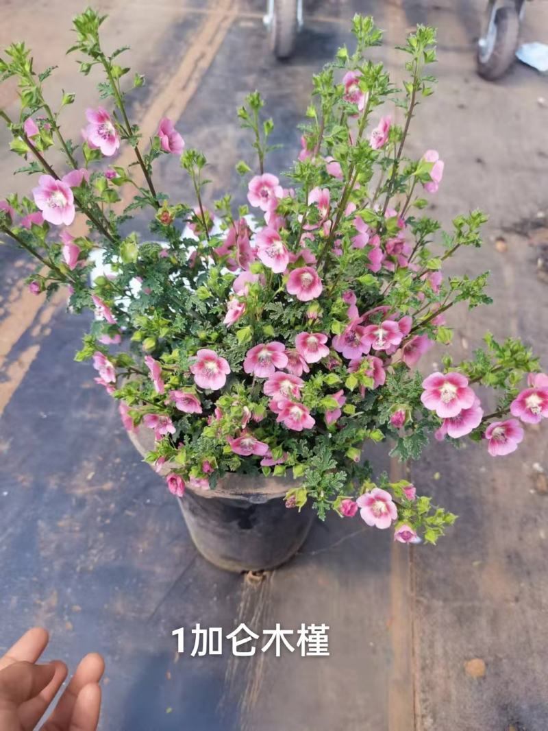1加仑木槿花状态好开花漂亮花很密一盆15.5，实物实拍图