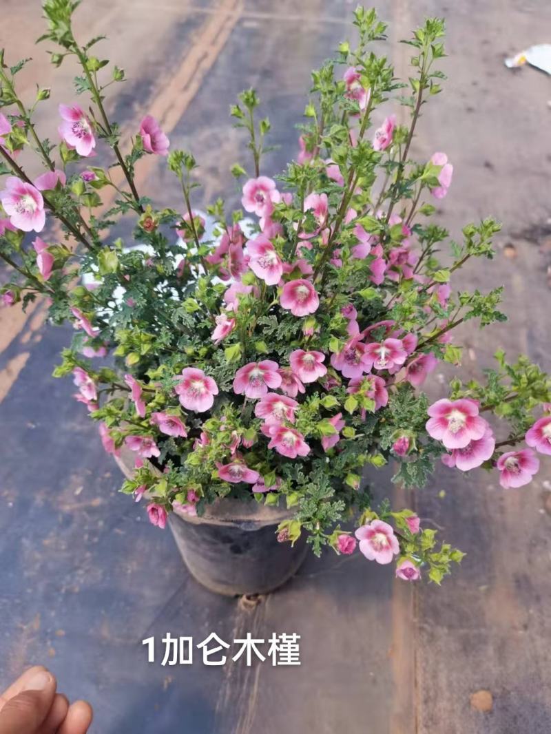 1加仑木槿花状态好开花漂亮花很密一盆15.5，实物实拍图