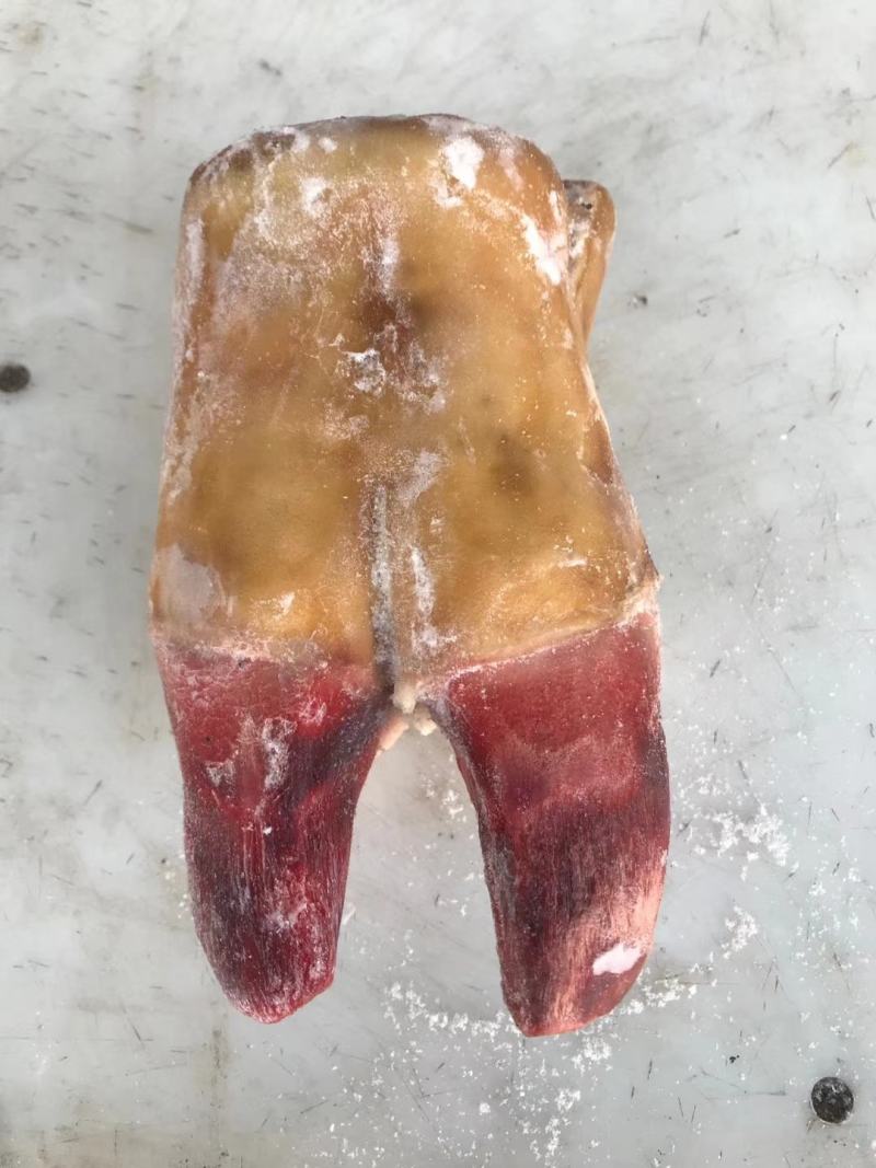 水腿毛半去骨牛蹄，火烧毛去骨牛蹄，牛脚掌，